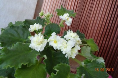 DSC05877osk.jpg