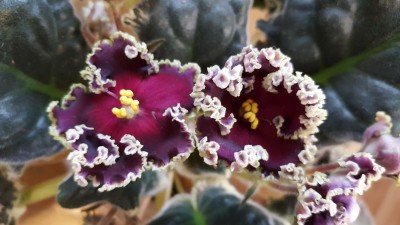 20161113_110137.jpg