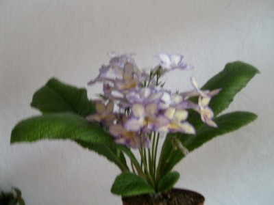 Blumenkollektion1 032.jpg