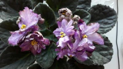 20170214_162315.jpg