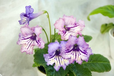 DS-Beloved   20.05.2017.jpg