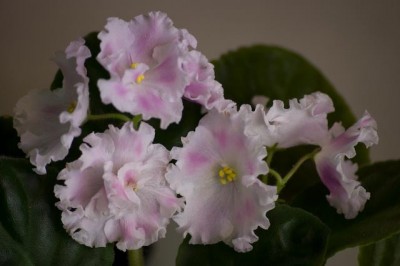 DSC_6868.jpg