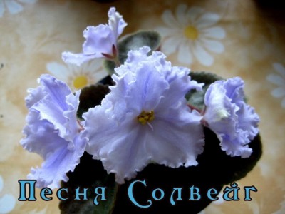 c98818233402.jpg