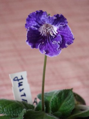 DSC02808.JPG