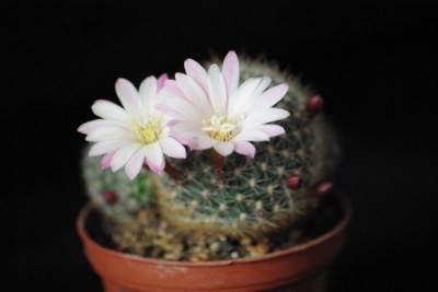 Aylostera espinosae.jpg