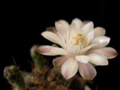 Gymnocalycium anisitsi.jpg