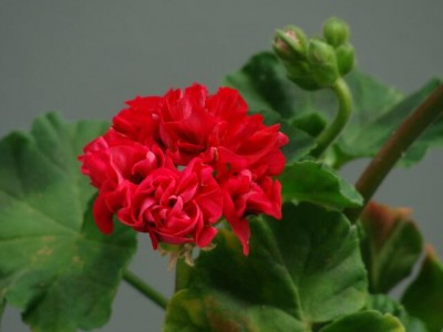 DSC02875.JPG