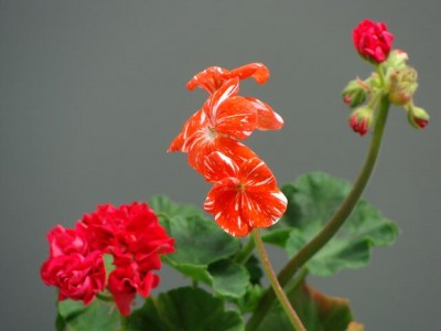 DSC02877.JPG
