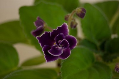DSC_7266.jpg