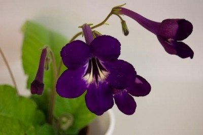 DSC_7301.jpg