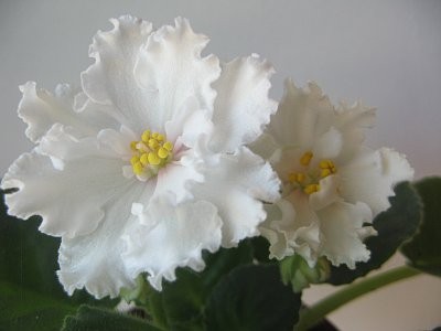 IMG_8208.jpg