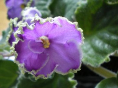 Emerald Lace_1.JPG