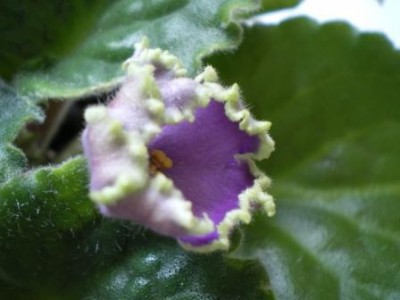 Emerald Lace_2.JPG