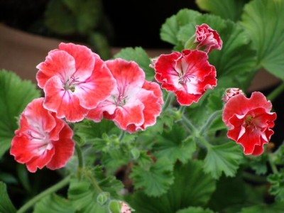 DSC03048.JPG
