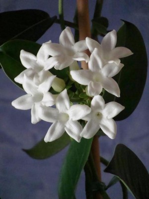 DSC03055.JPG