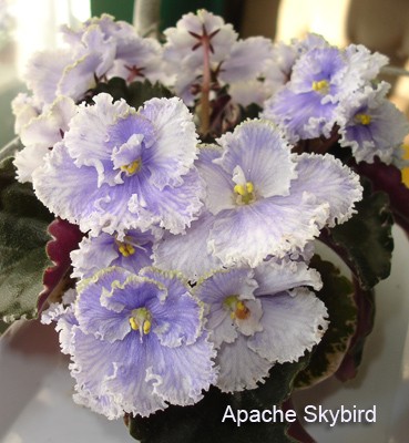 A.Skybird.jpg