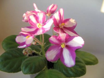 Rob's Swizzle Stick . Blooms.jpg