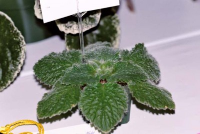 chirita_dielsii_2002avsa_107.jpg