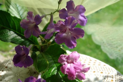DSC05430.JPG