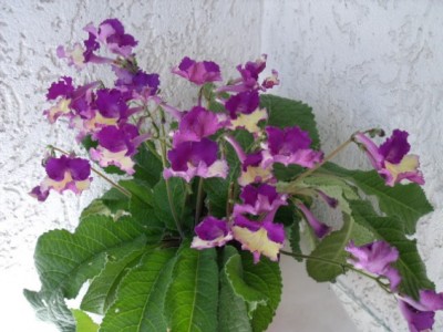 s11 046.jpg