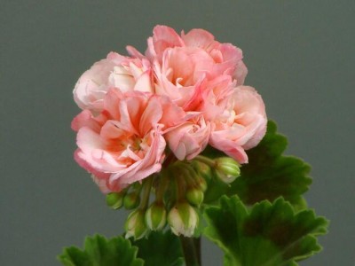 DSC03091.JPG