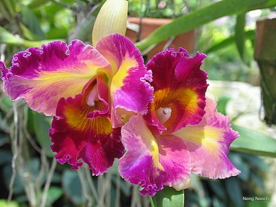 IMG_4632.JPG