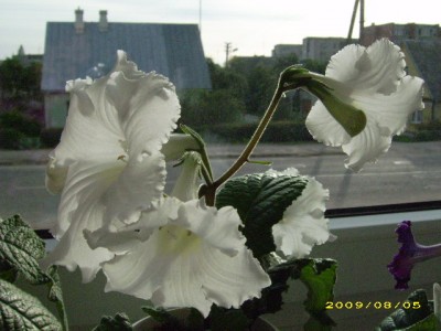 DSCI0488.JPG