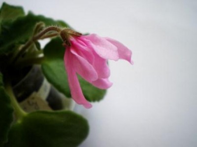 Lunar Lily_1.jpg