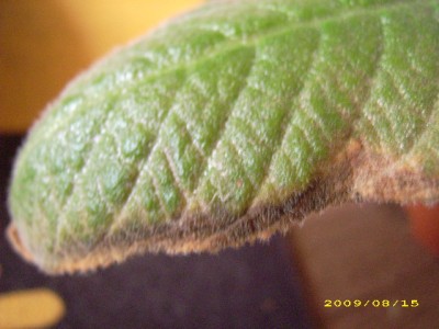 DSCI0596.JPG