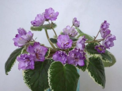 SG104291q.JPG