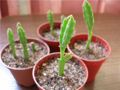 stapelia.jpg