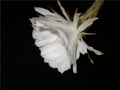 echinopsis.jpg