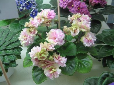 IMG_6255.jpg