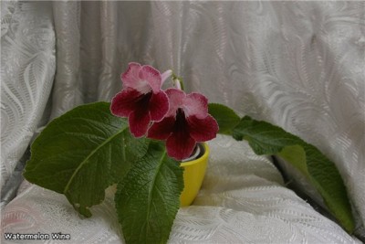 35f18a9a9e1b.jpg