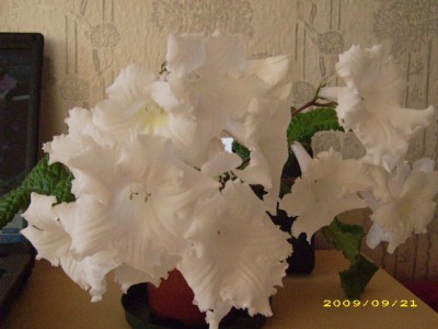 DSCI0617.JPG