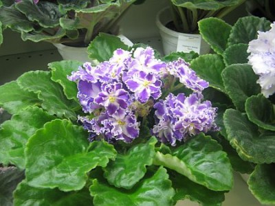 IMG_6229.jpg