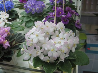IMG_6224.jpg