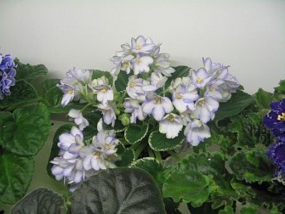 IMG_6232.jpg