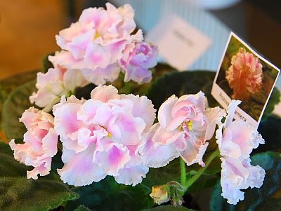 DSC_0235_1.jpg