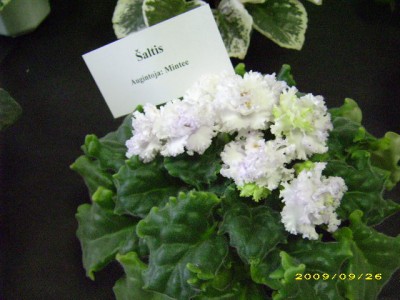 DSCI0677.JPG