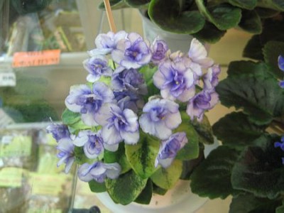 IMG_6266.jpg