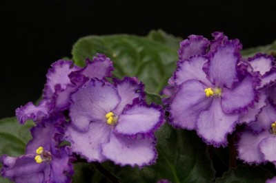DSC_9539.jpg
