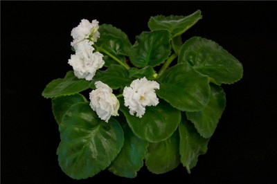 EK-Sakharnaya Roza planta.jpg