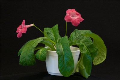 Peach planta.jpg