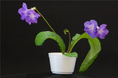 Smerf planta.jpg