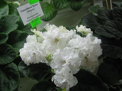 IMG_6404.jpg
