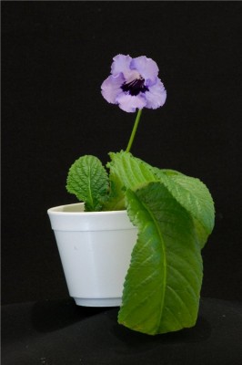 Blue Mars planta.jpg