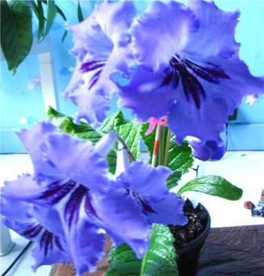 c9e7984fd3be.jpg