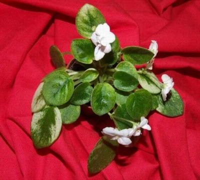 dscf3012.jpg