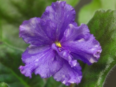 SG105798i.JPG